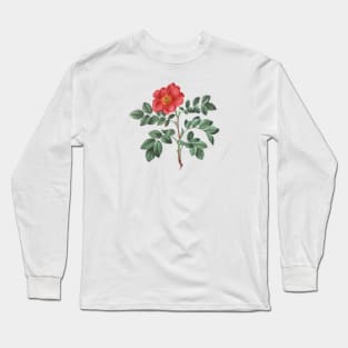 Wild Rose Flower Botanical Illustration Long Sleeve T-Shirt